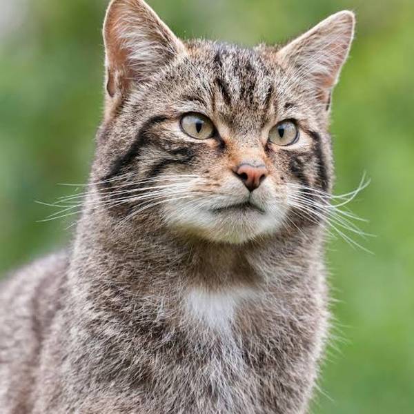 Rare bird and wildcat sightings